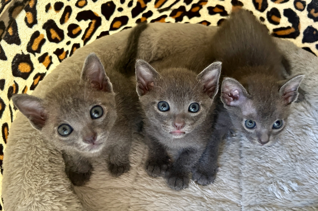 Popee's 1st litter at 4 weeks old